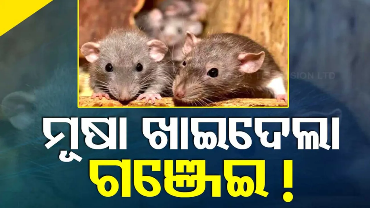 rats ate confiscated marijuana and bhang
