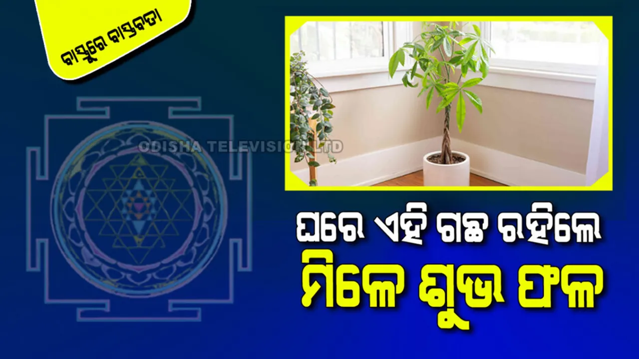 Which tree can be planted in the house to strengthen the auspicious planet