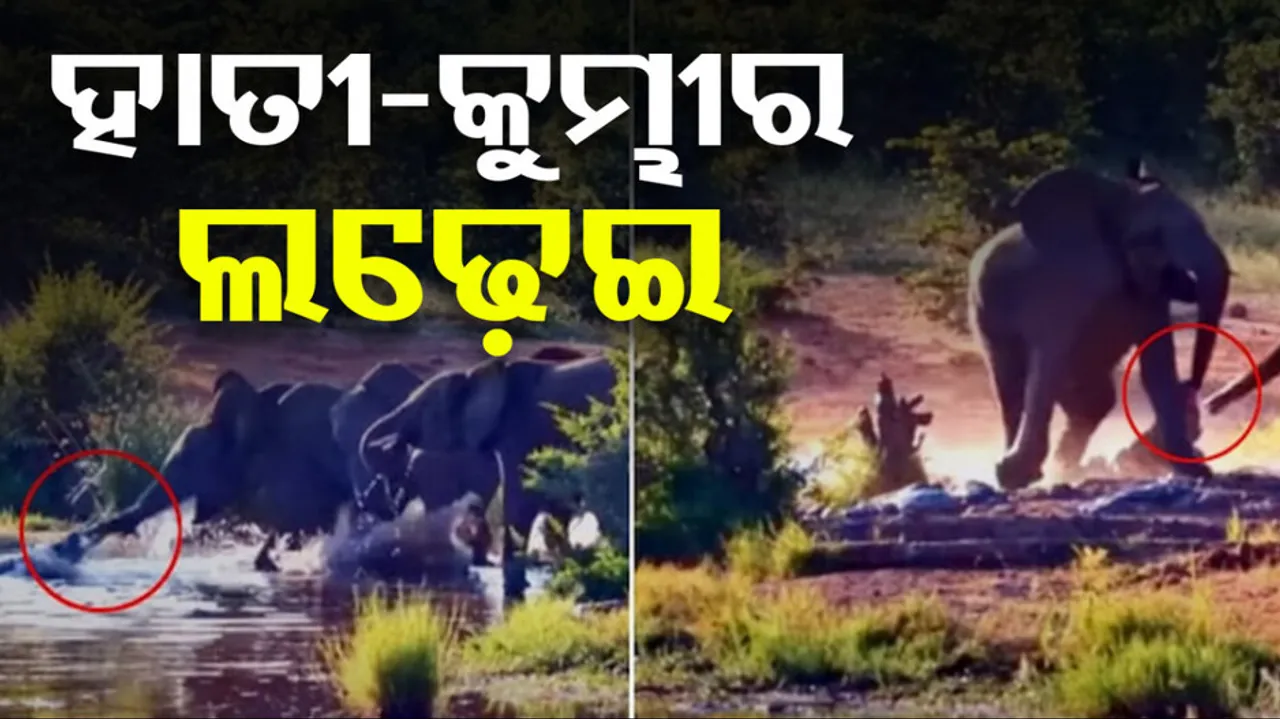 Crocodile Elephant fights Video