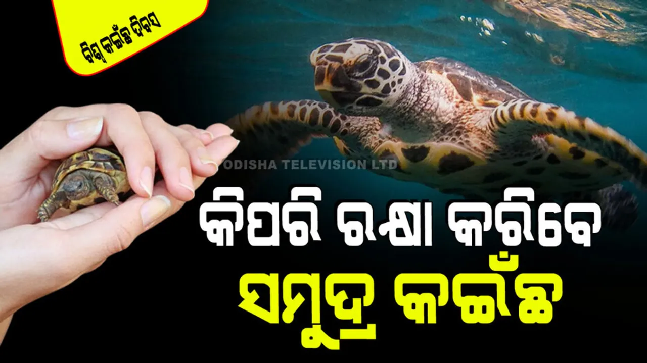 ways to save sea turtle In Odia