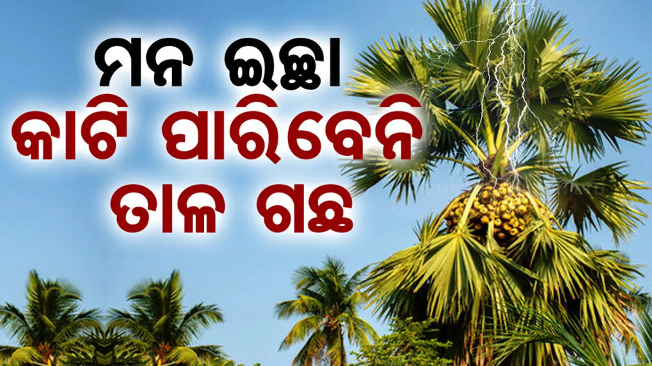 Restriction To Cut Palm Tree