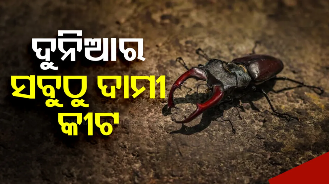 Stag Beetle: most expensive insect in world 