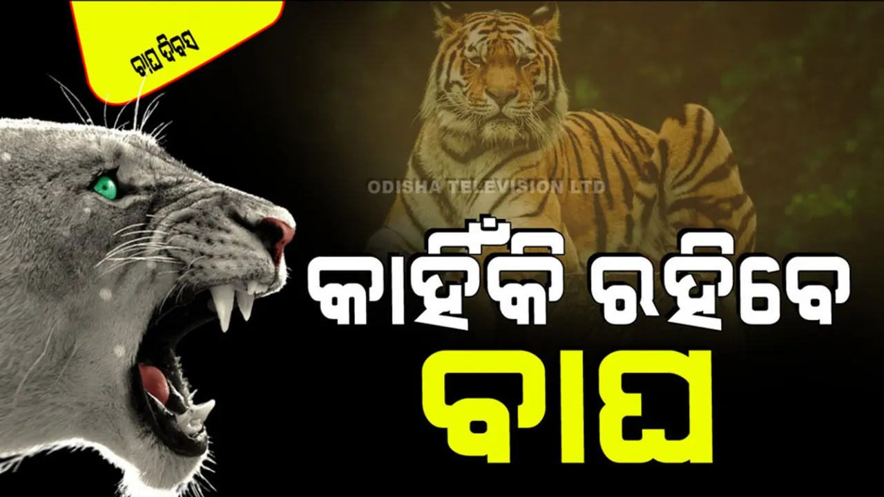 International Tiger Day 2024: tiger population increase in india