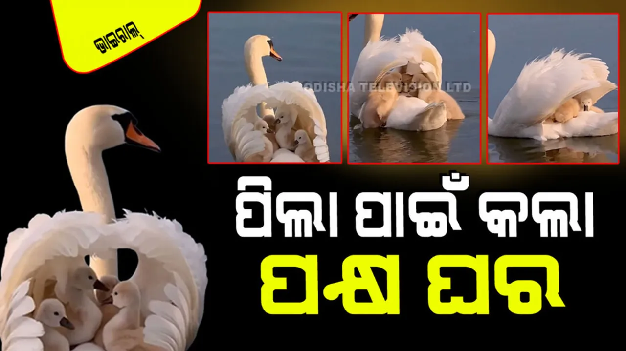 Swan makes wonderful house for her kids by spreading her wings in water