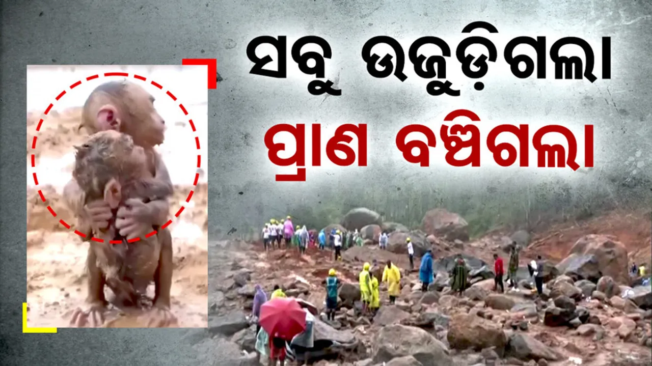 Wayanad Landslide Destruction, God Saves Life of These 2 Innocent Monkeys.