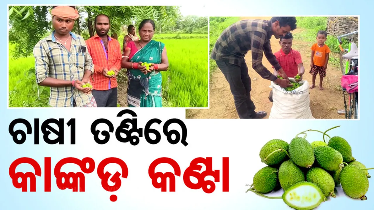 Farmers Face Losses as Spiny Gourd Prices Fall in Khariar