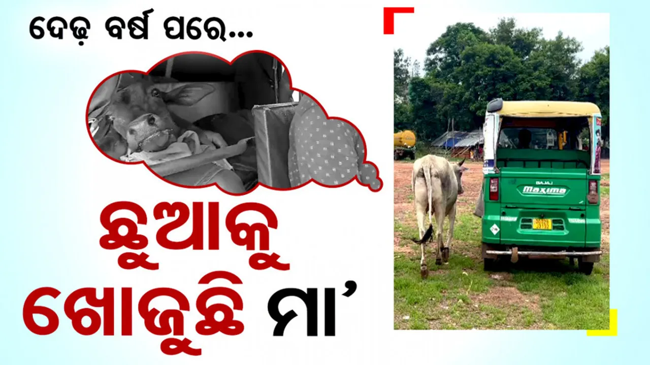 Cow's Search For Calf