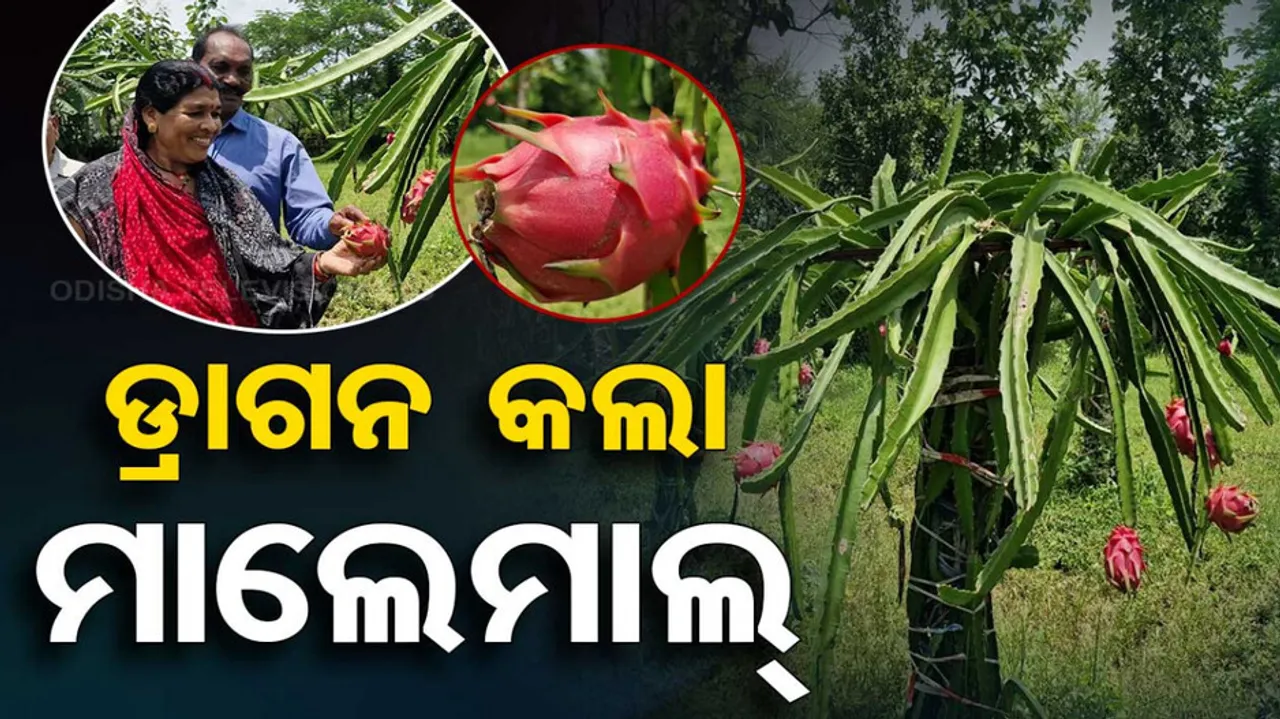 Dragon Fruit Farming