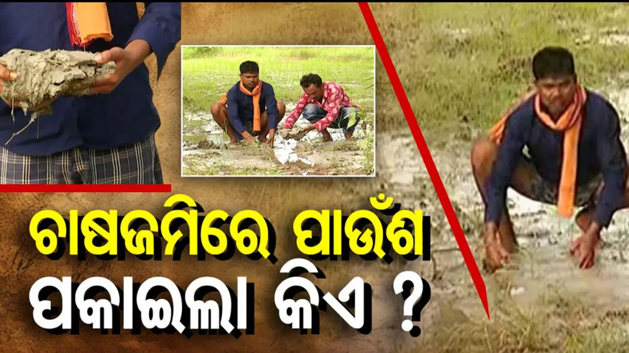 Mafia Exploits Cultivated Land for Ash Mining