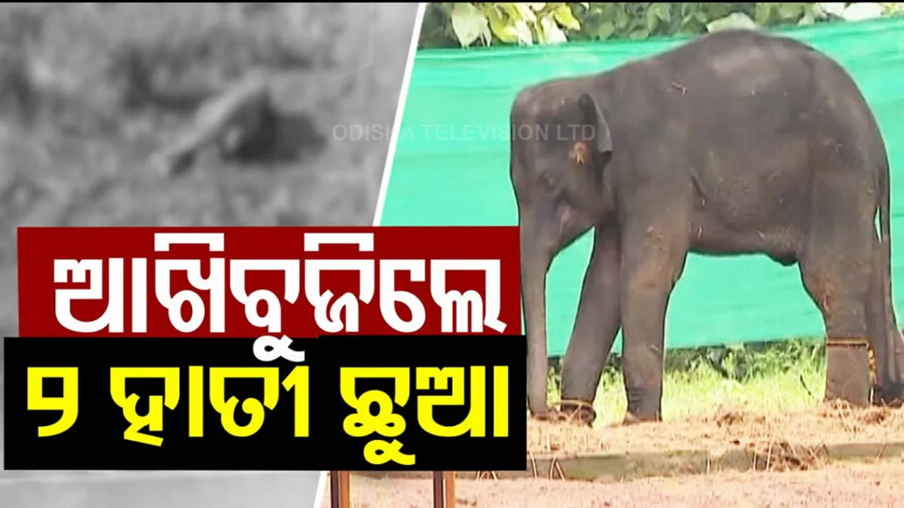 Two Elephant Calves Die In Odisha's Chandaka & Similipal