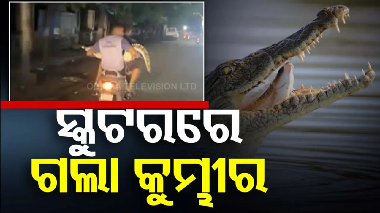 crocodile on scooter