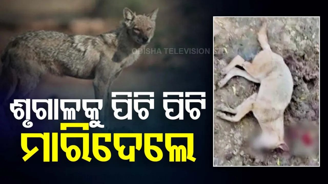 Villagers kill jackal after it attacks several in Uttar Pradesh