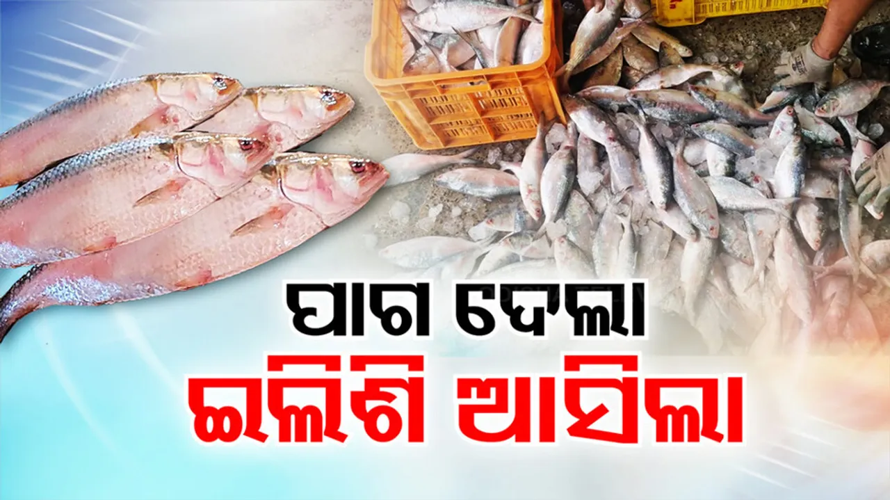 Fishermen thrilled with bumper hilsa catch