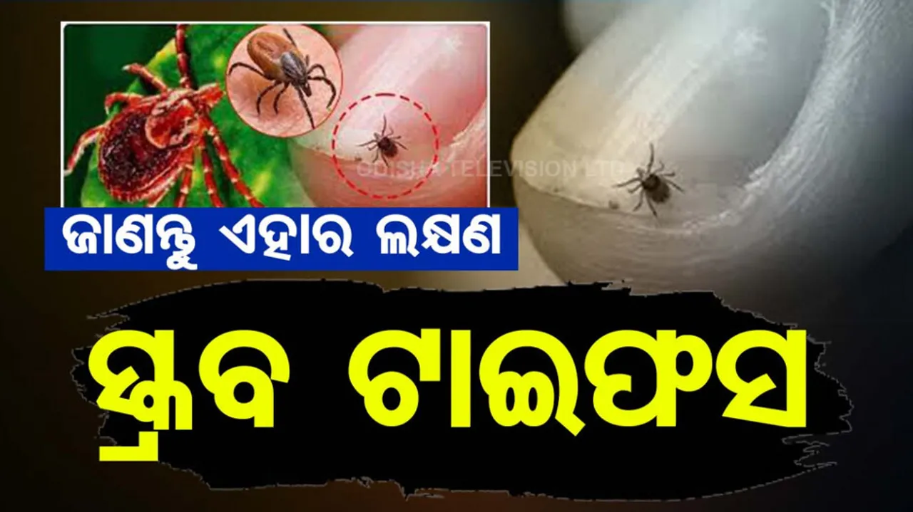 Symptoms of scrub typhus