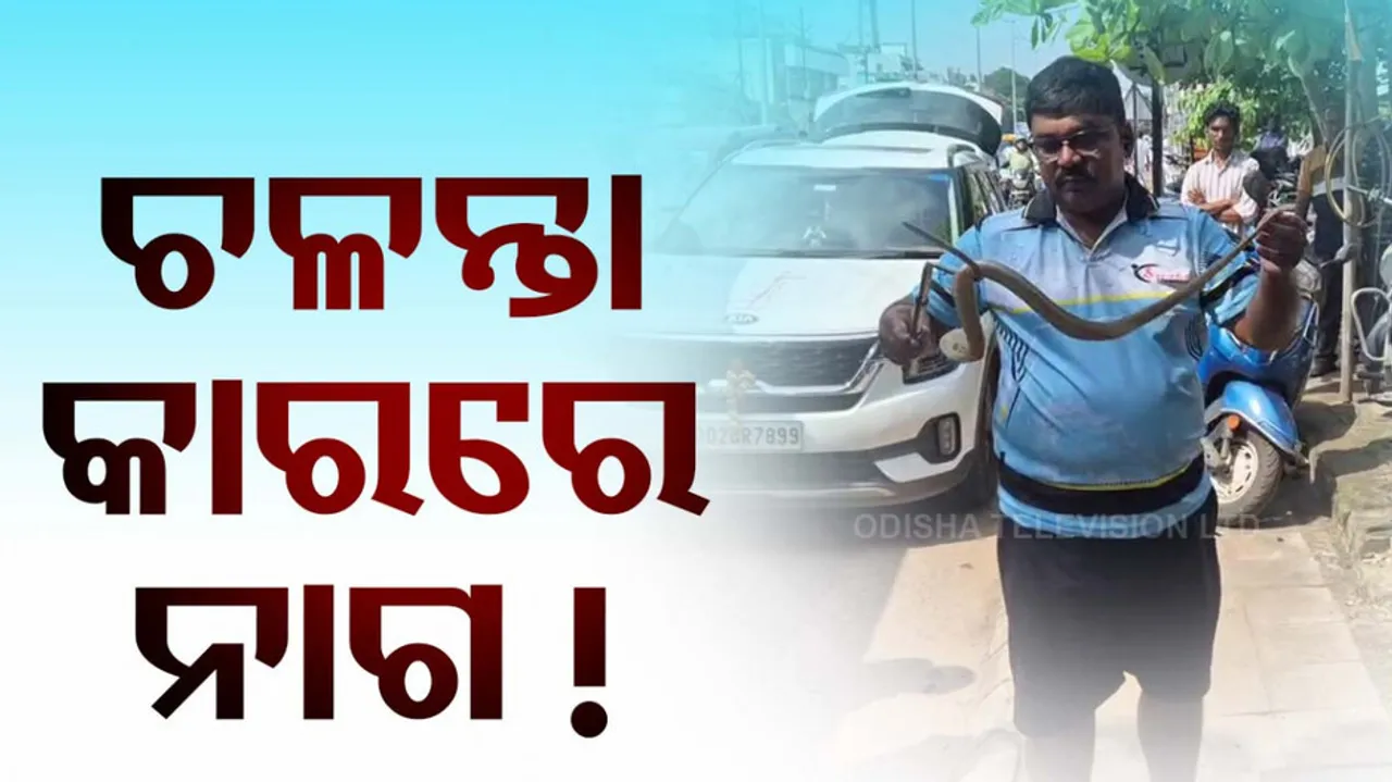 Snake Rescued From Moving Car In Odisha's Bhubaneswar