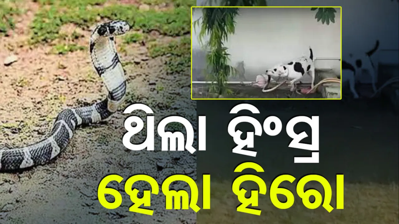 Pit Bull Saves Children