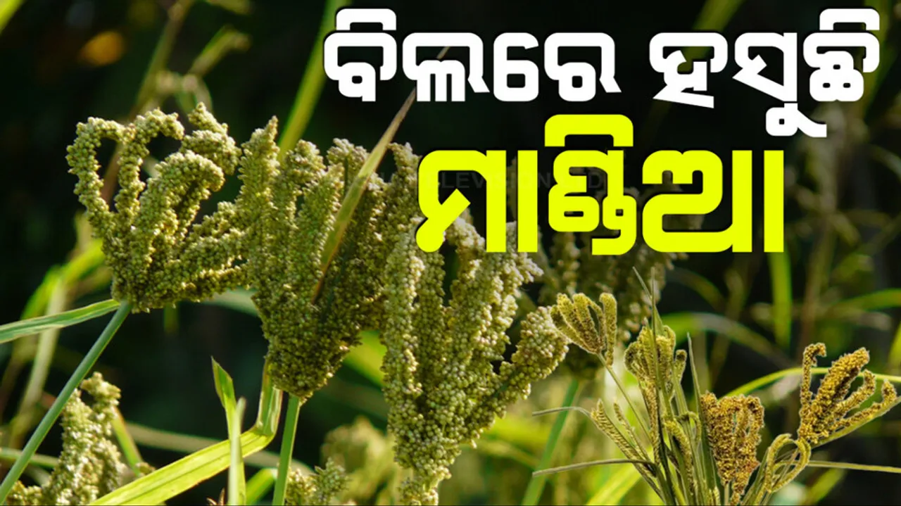 Millet Cultivation Flourishes in Nuapada Benefiting Farmers Across 110 Villages