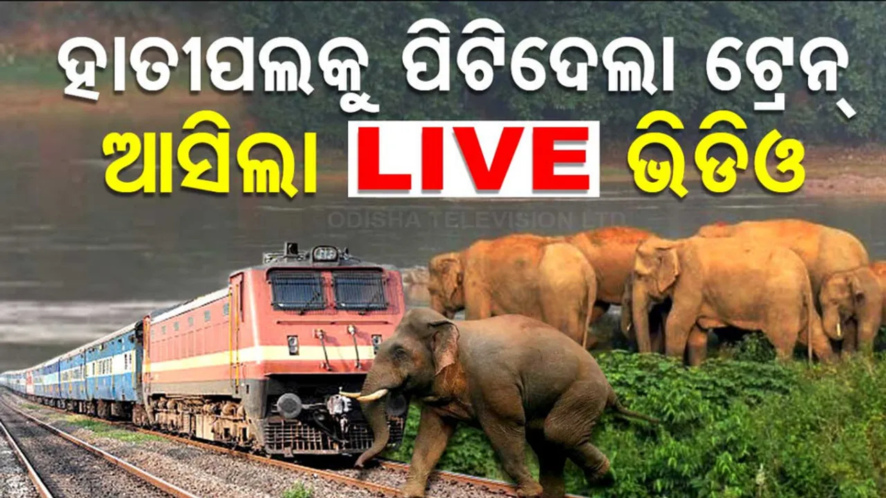 Elephant Killed After Being Hit By Goods Train In Rourkela