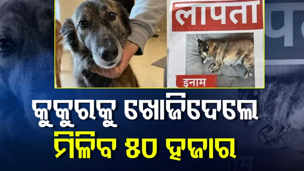କୁକୁରକୁ ଖୋଜିଦେଲେ ମିଳିବ ୫୦ ହଜାର 
