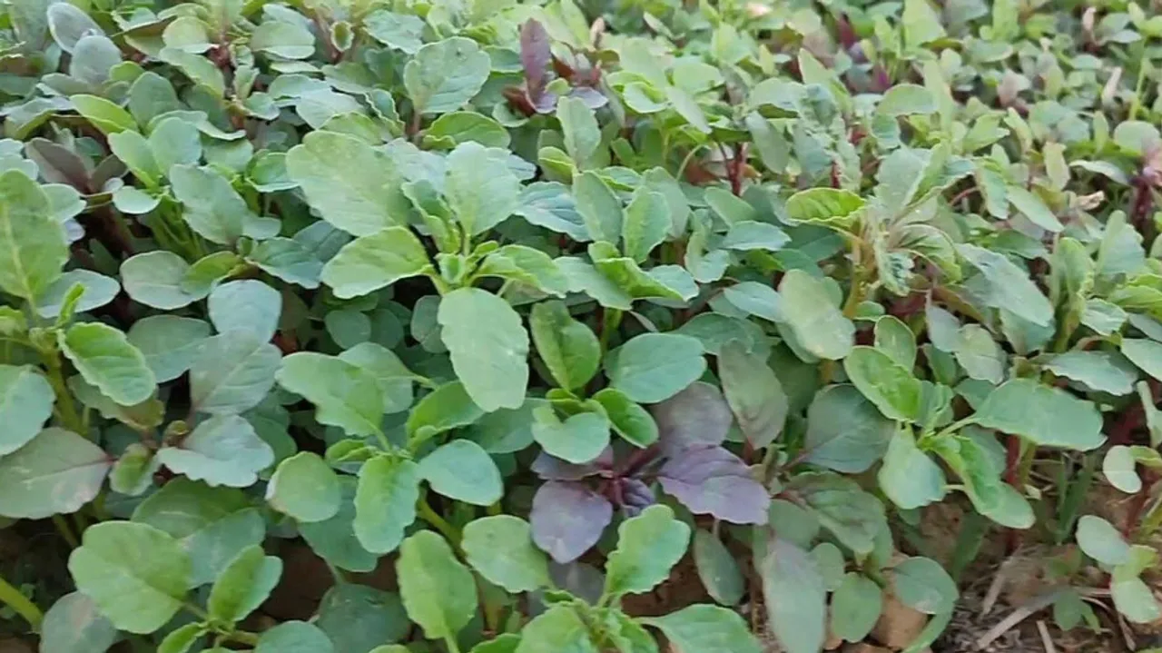 This leafy food is powerhouse of nutrion