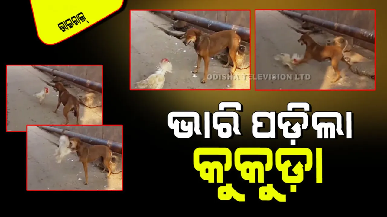 Dog and hen fight in market video go viral watch who won