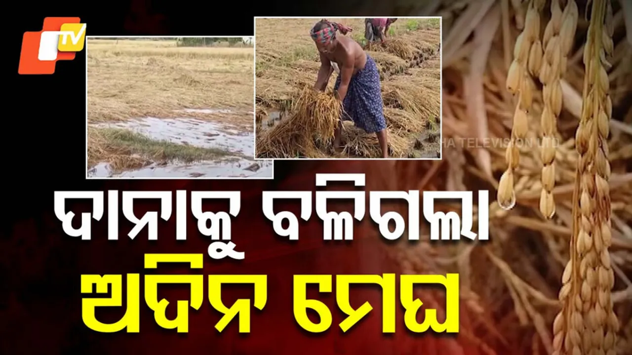 Incessant Rain Submerges Acres of paddy Crops