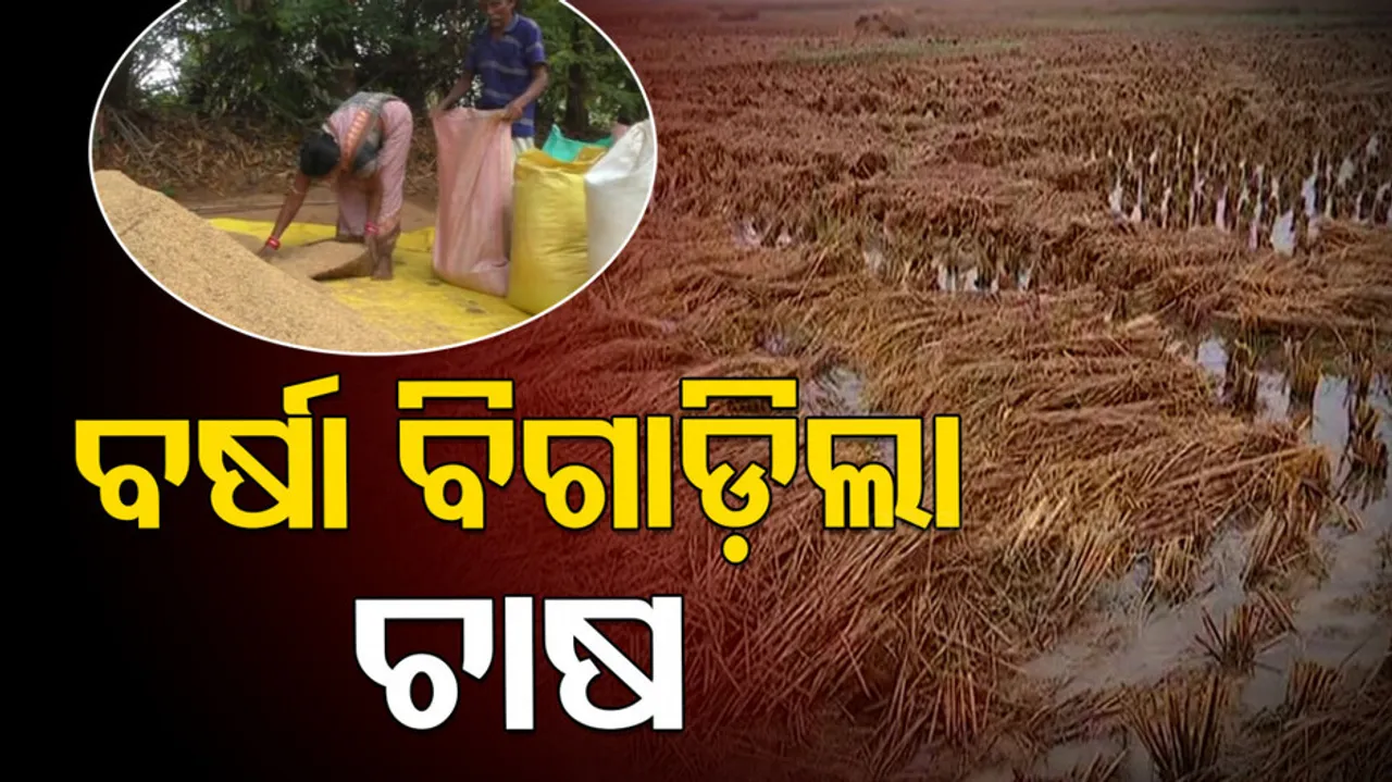 ଅଦିନିଆ ବର୍ଷା ବିଗାଡ଼ିଦେଲା ଚାଷ