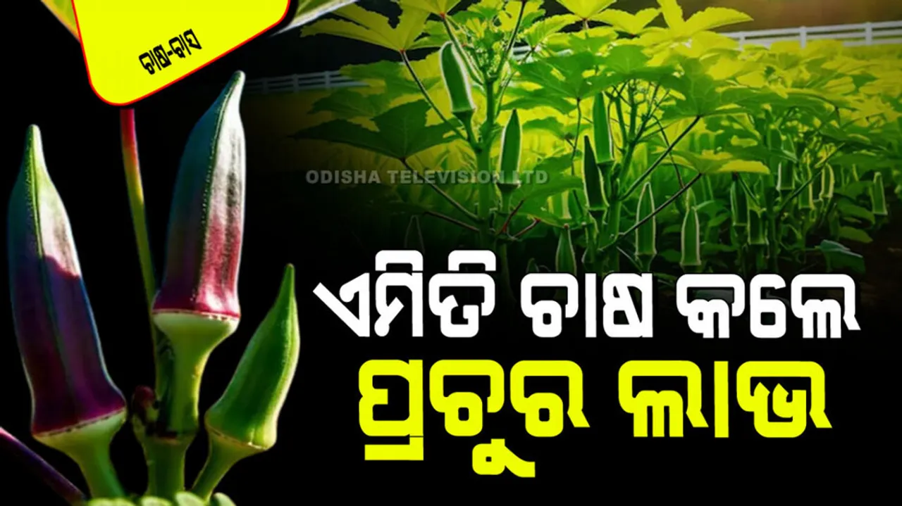 Early cultivation of okra in January get return in 35 days