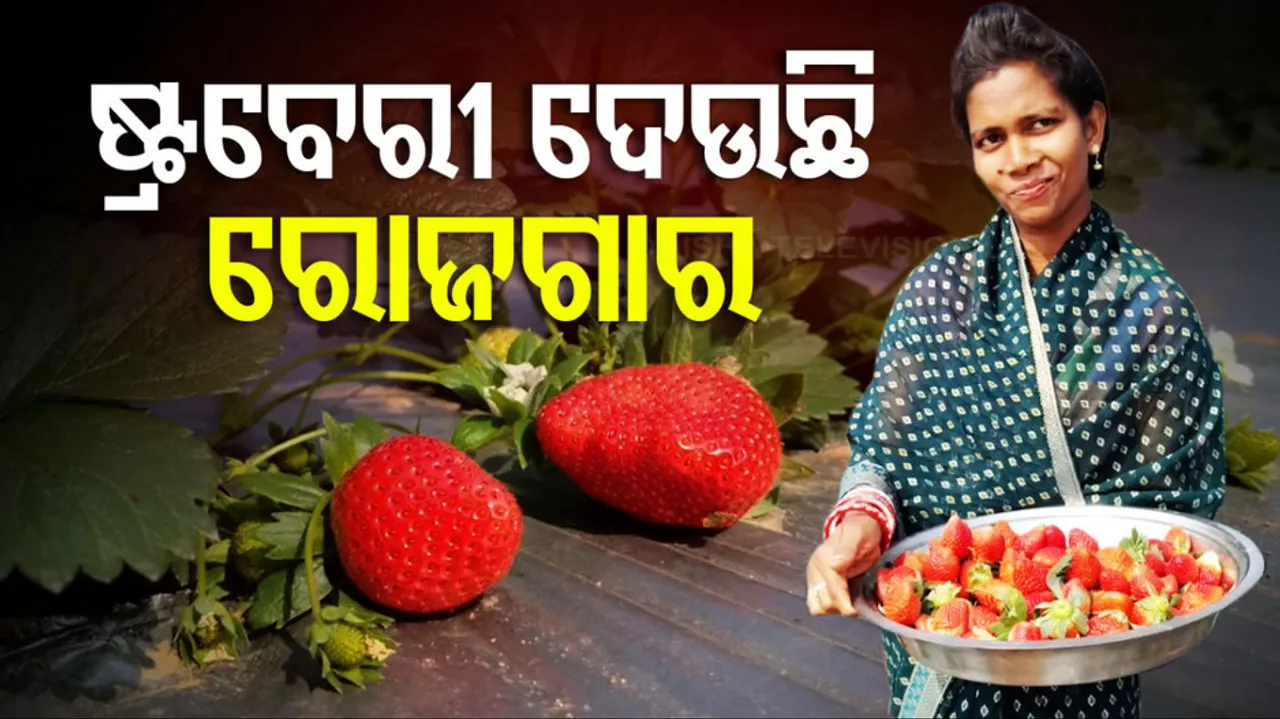 Strawberry Farming In Odisha's Kandhamal Empowers Women Financially