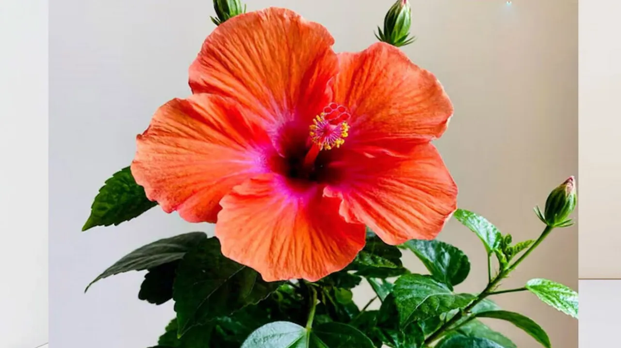 Hibiscus: ମନ୍ଦାର ଗଛରେ ଫୁଲ ଫୁଟୁନି? ଏମିତି କରନ୍ତୁ ନେସି ହେଇଯିବ