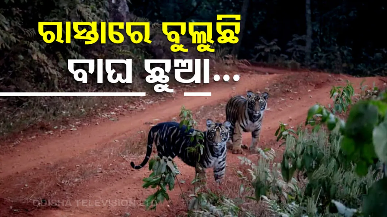 ରାସ୍ତାରେ ବୁଲୁଛନ୍ତି କଳାବାଘ ଛୁଆ