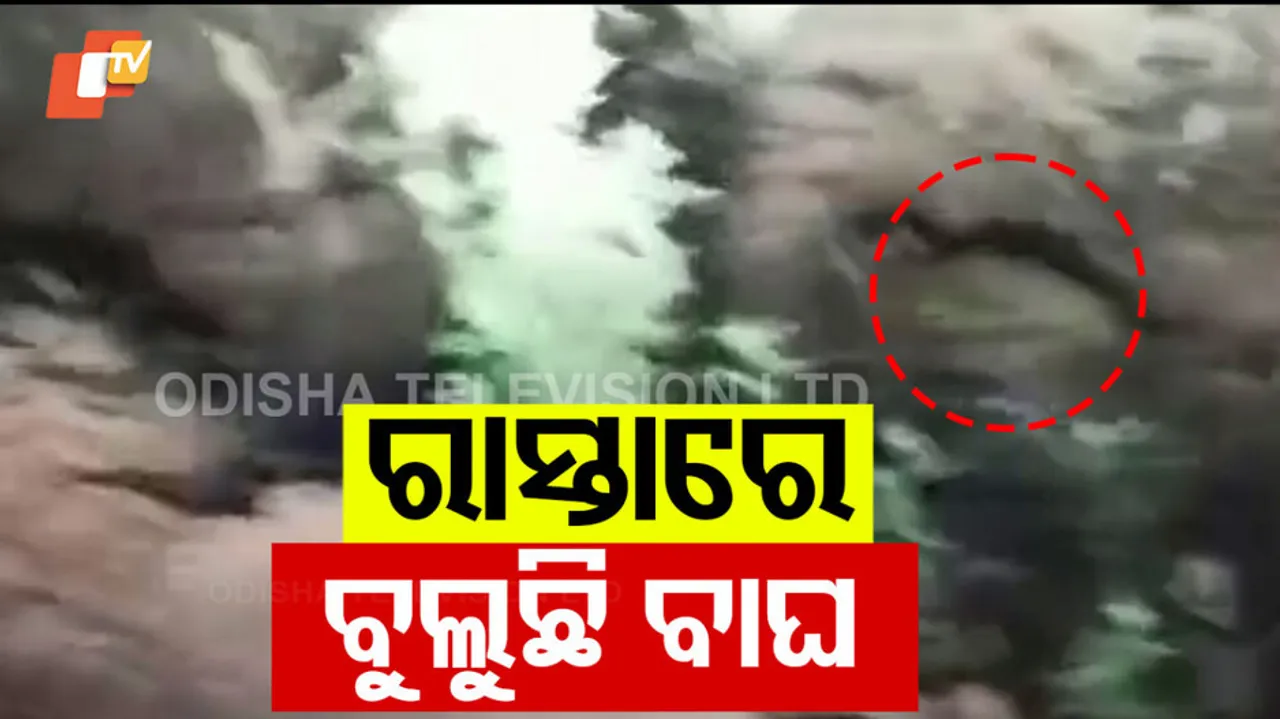 ରାସ୍ତାରେ ବୁଲୁଛି ବାଘ