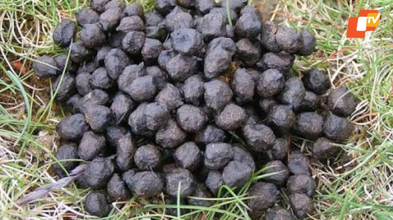 improves soil organic and chemical fertilizers sheep and goat manure