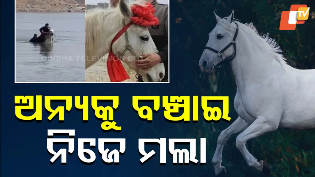 White Dragon Horse China 