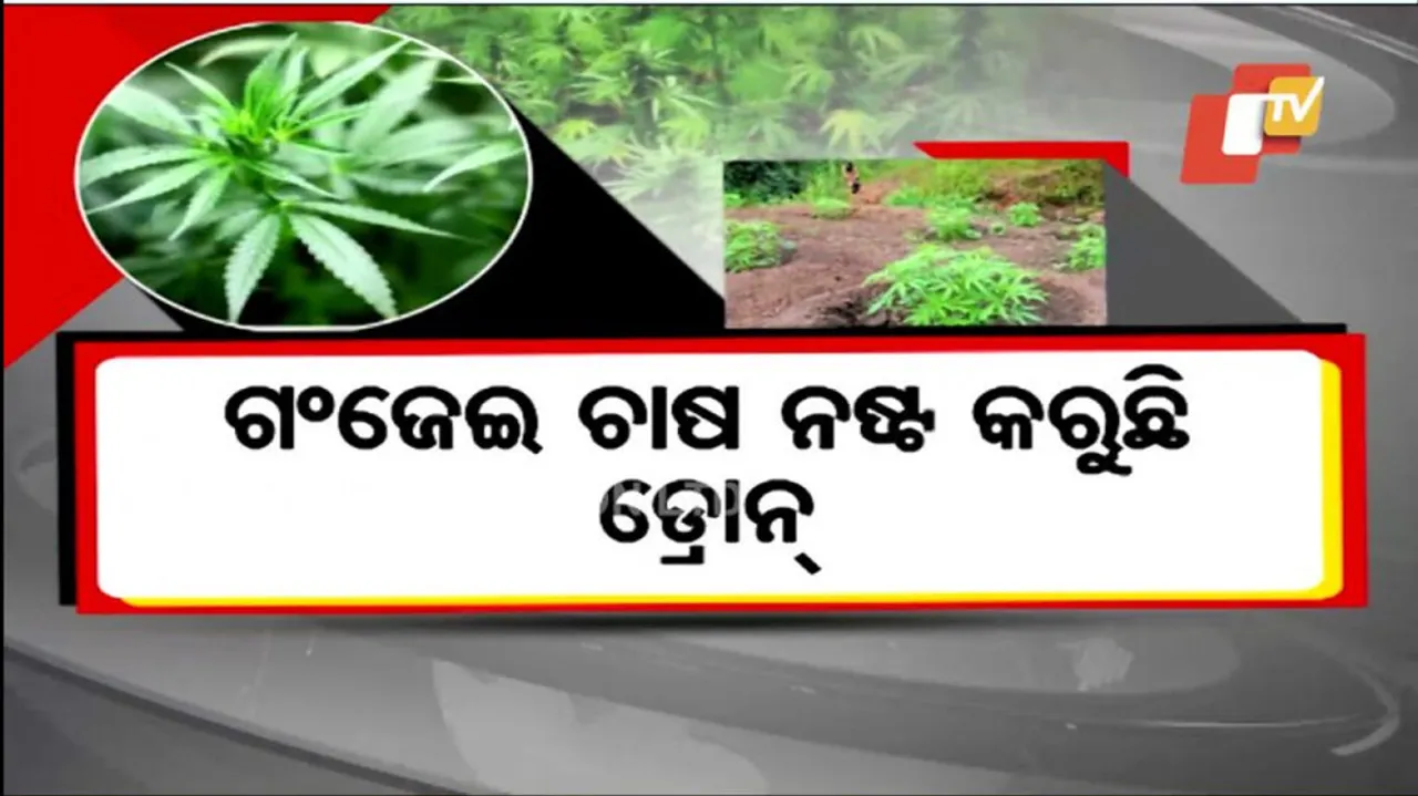 Drones Soar Over Cannabis Fields