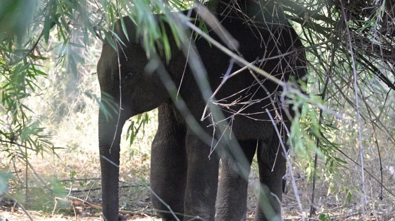 ହାତୀ-ମଣିଷ ଲଢ଼େଇର ଅନ୍ତ କେବେ ?