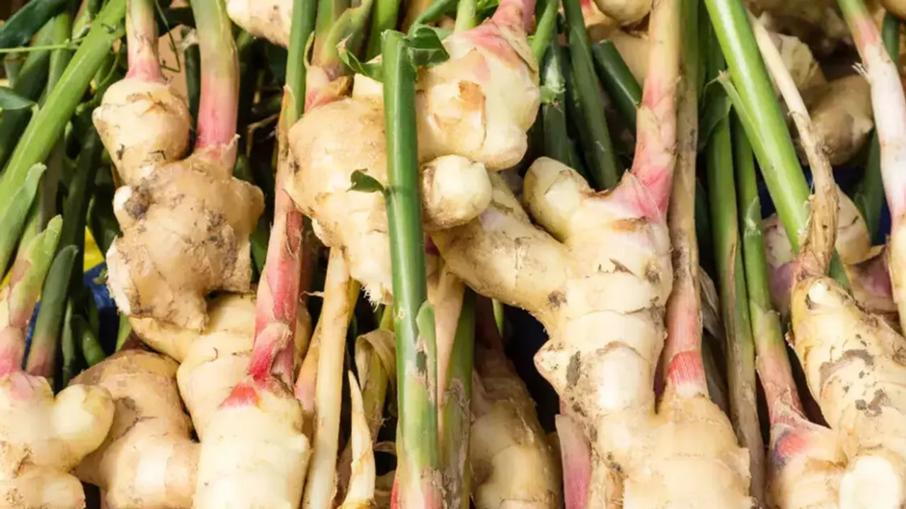 mango ginger will keep you young face will look beautiful