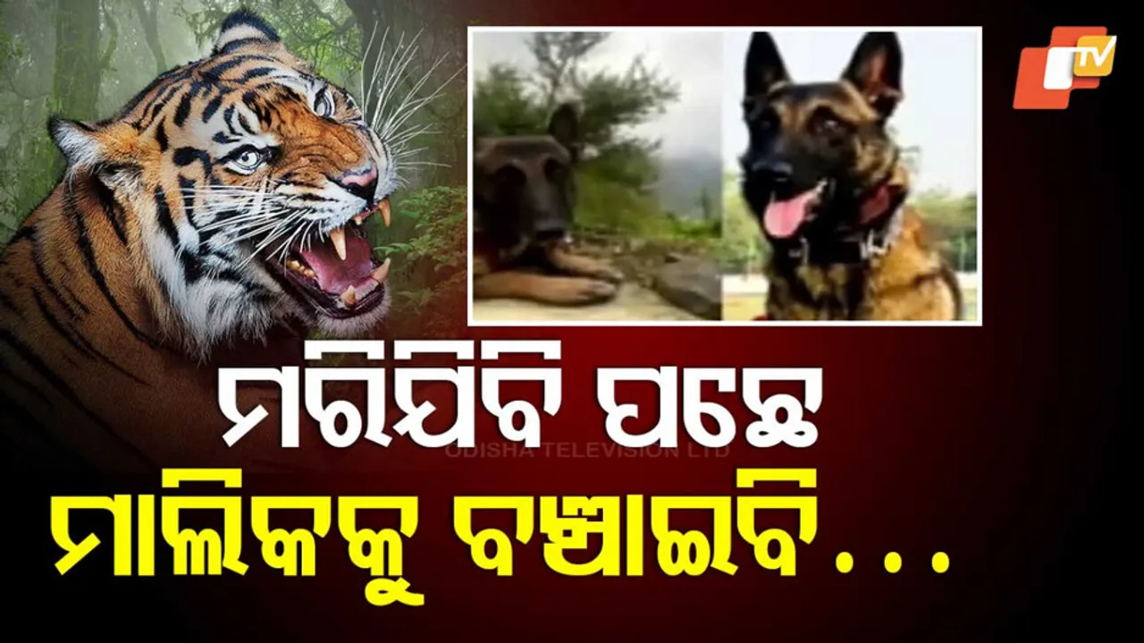 ବାଘ ସହ ଲଢ଼ିଲା କୁକୁର