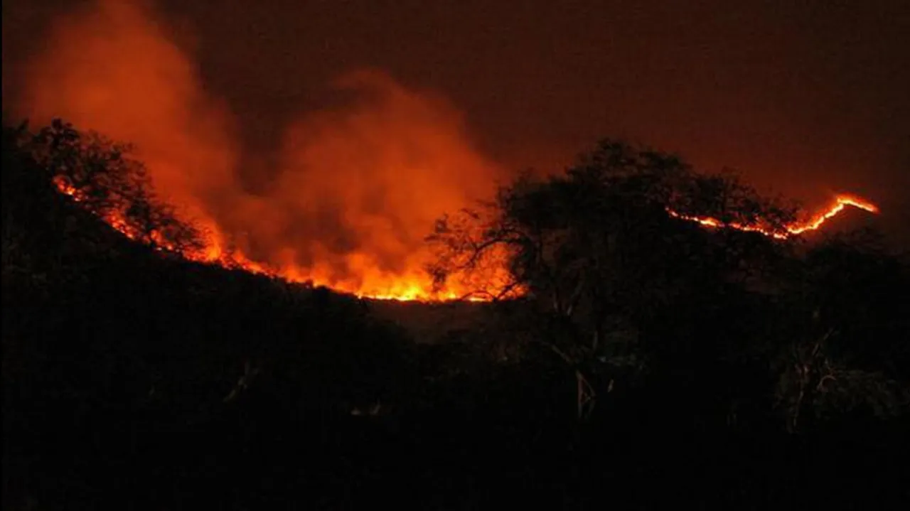 ଜଳୁଛି ଅଧା ଓଡ଼ିଶାର ଜଙ୍ଗଲ