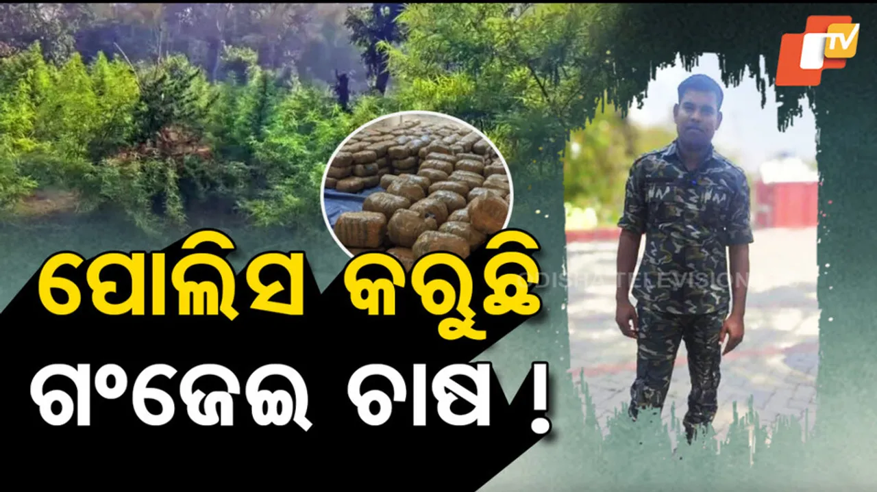 Police Involved in Ganja Farming! 