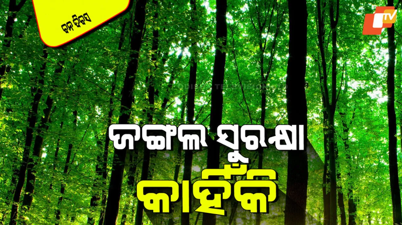 International Forests Day 2025 