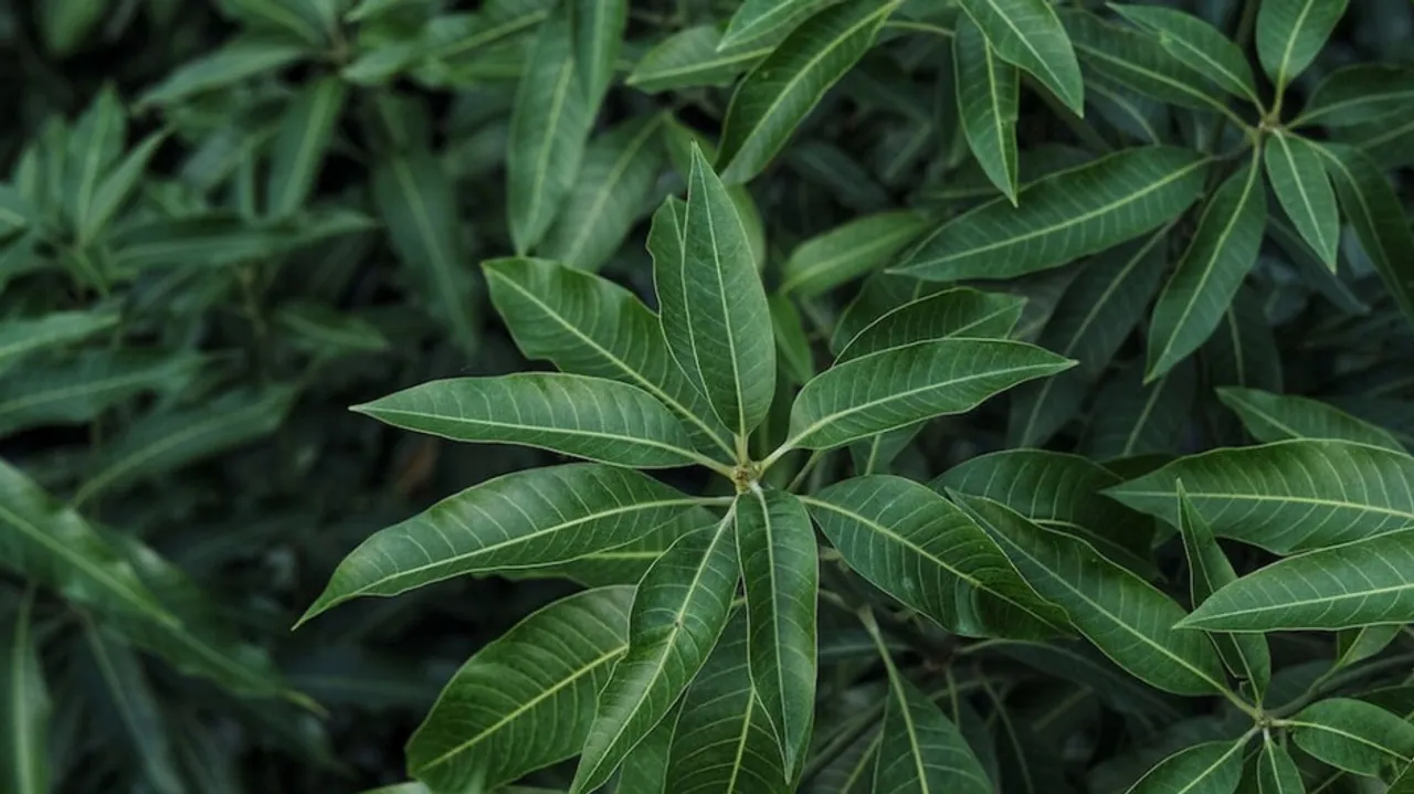 Health Tips: କିଡ୍‌ନୀ କିମ୍ବା ଗଲ୍ ବ୍ଲାଡର ଷ୍ଟୋନ୍‌ ପାଇଁ ଖୁବ୍ ଉପକାରୀ ଏହି ପତ୍ର