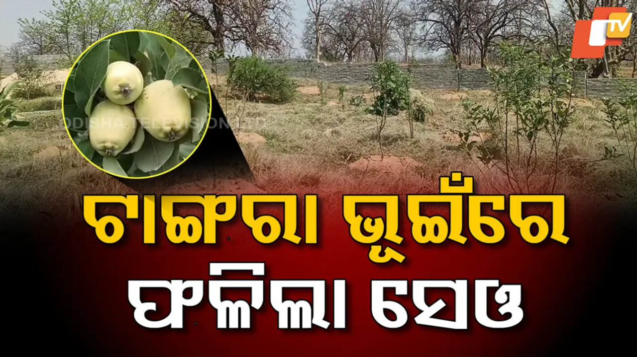 Apple Farming