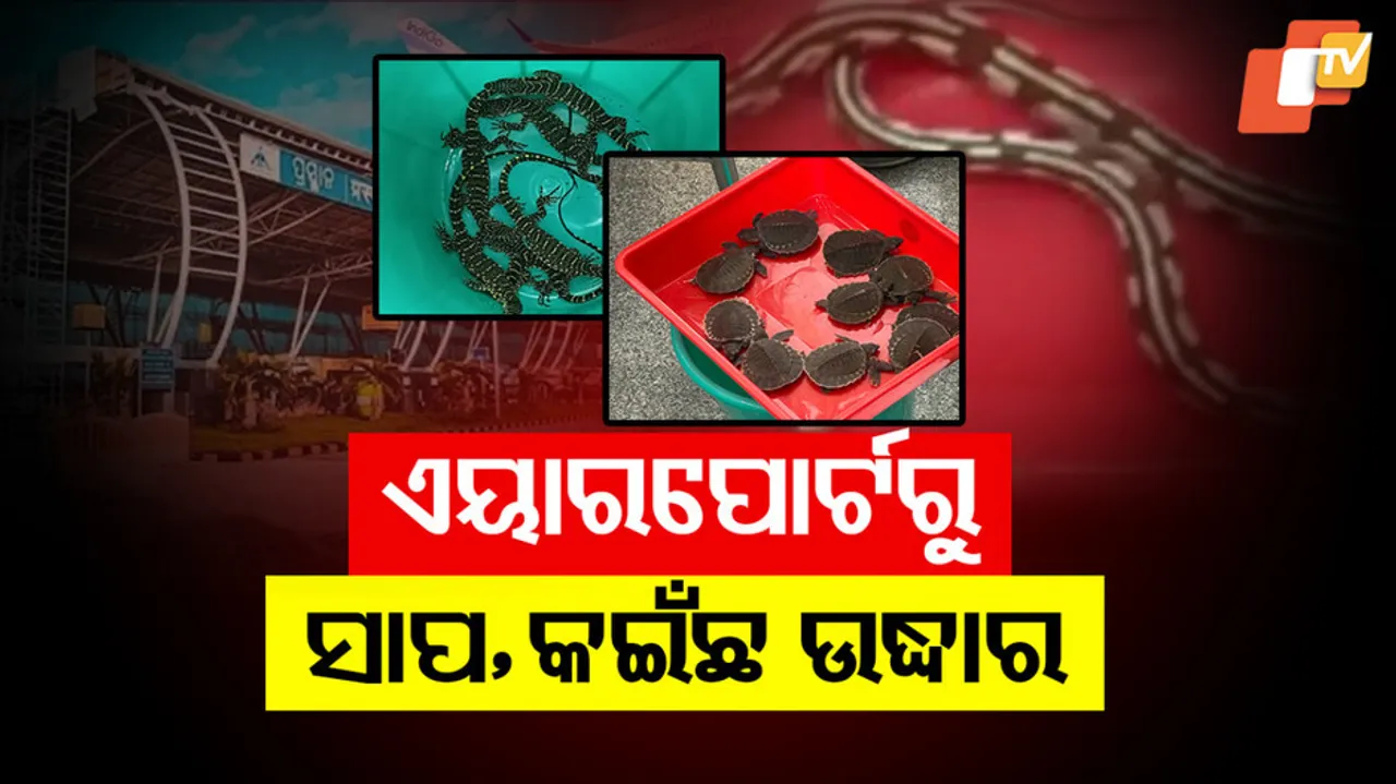 Endangered Wildlife Species Rescued