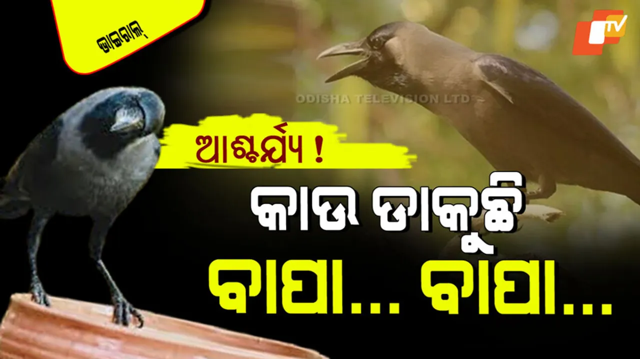 Crow mimics human speech bird says papa papa