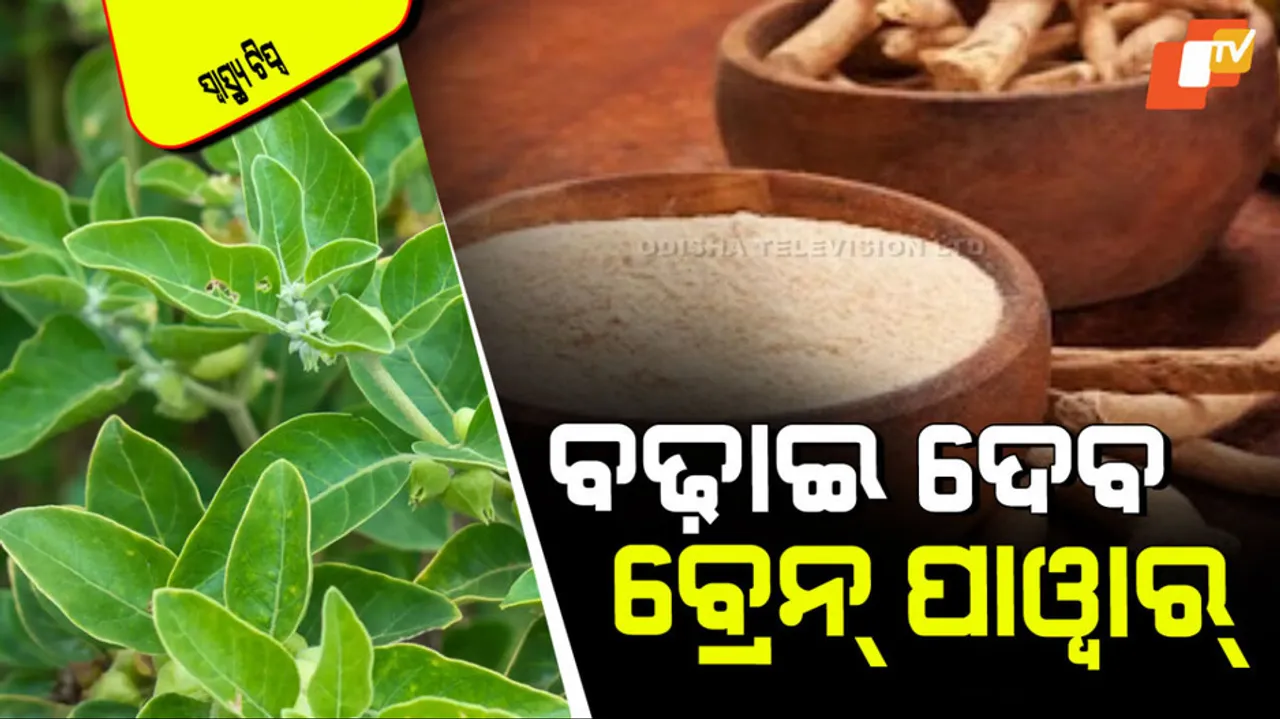 Study says ashwagandha boosts brainpower and focus