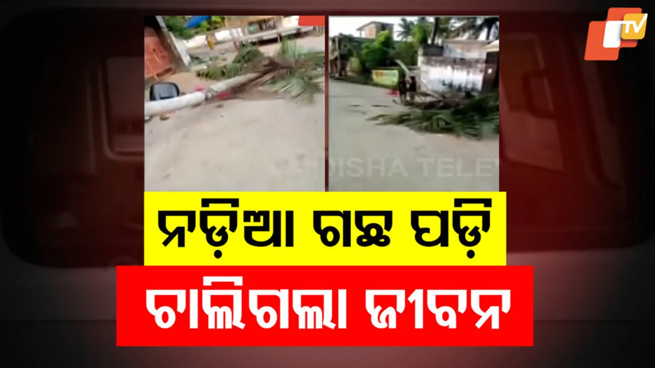 Coconut Tree Accident