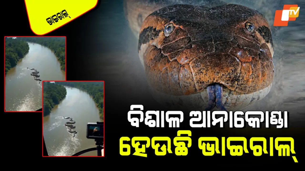 Huge black anaconda seen in amazon forest