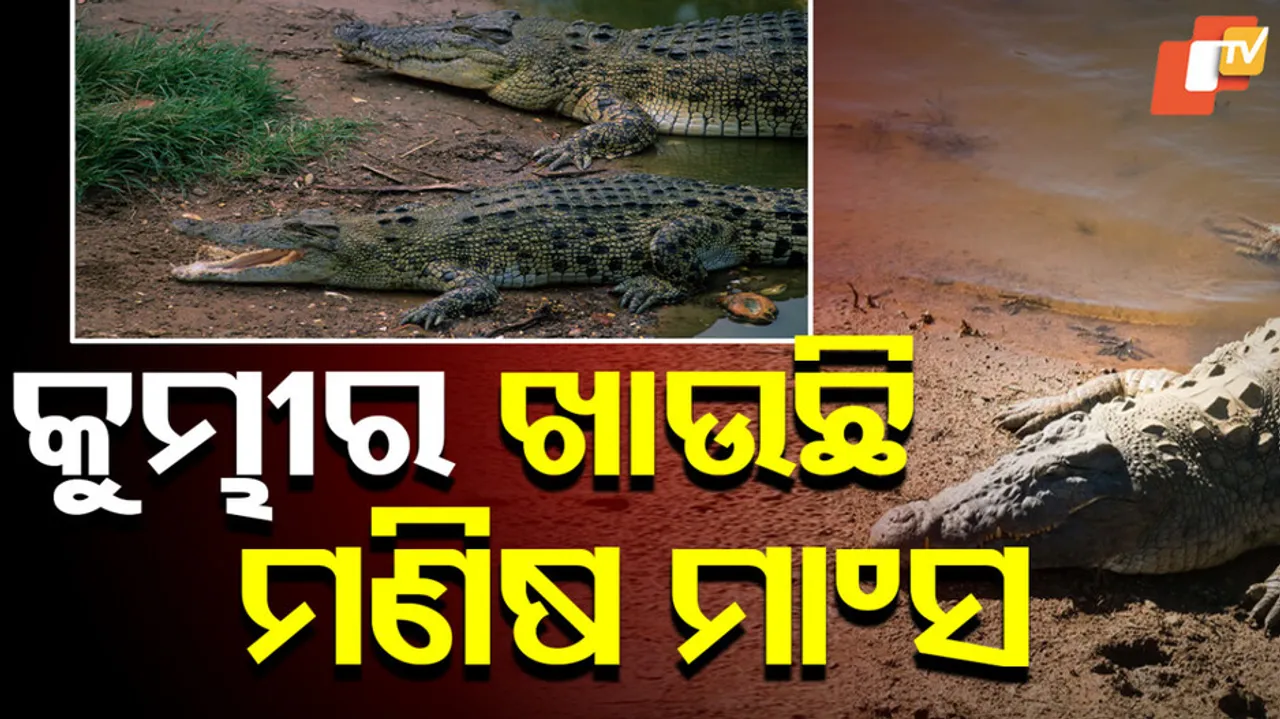 କୁମ୍ଭୀର ମୁହଁରେ ମଣିଷ ଶବ