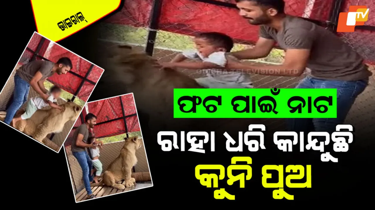 Man Forces Child To Take Picture With Lion